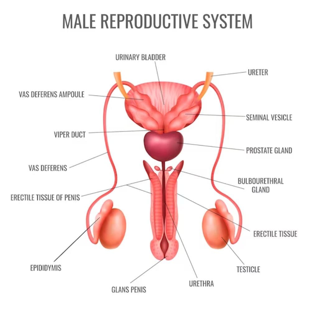 Male Reproductive System