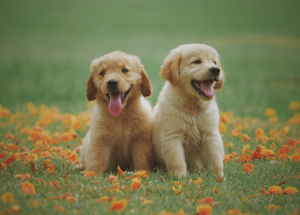 Adorable Dogs