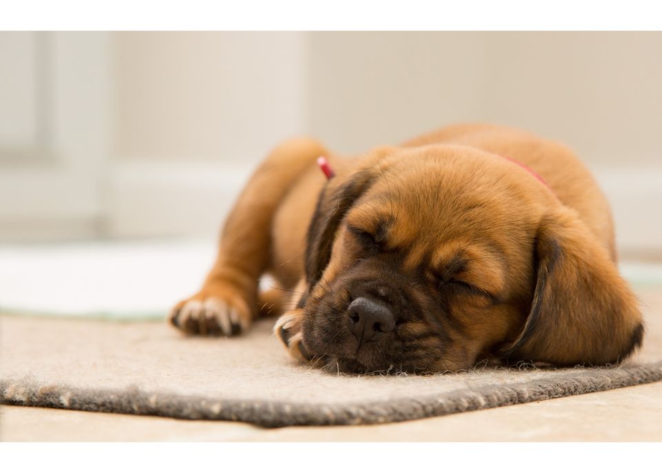 Best Melatonin for Dogs in Canada